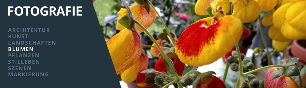BLUMEN